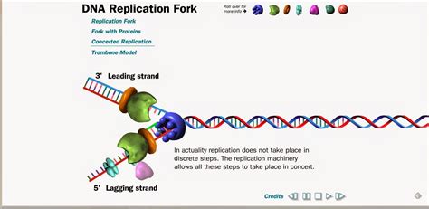 dna replication online simulation